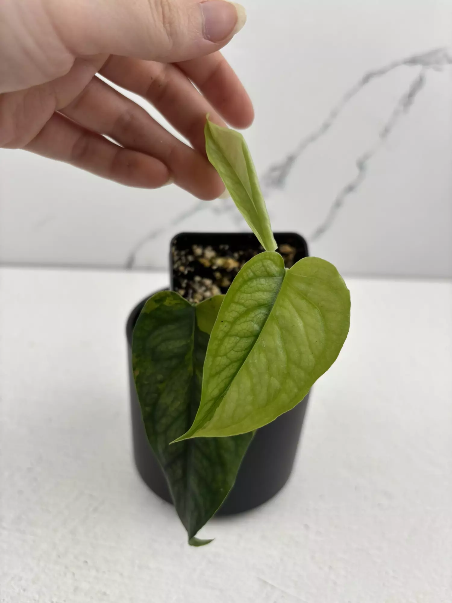 plant/PO13 Monstera Siltepecana aurea-0