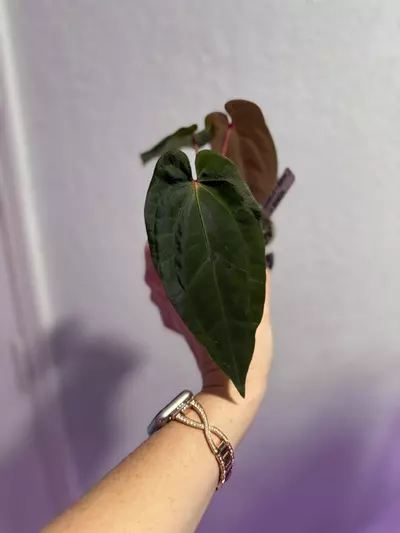 plant/Tezula (Carla x Bess) x BVEP offset-0-thumbnail