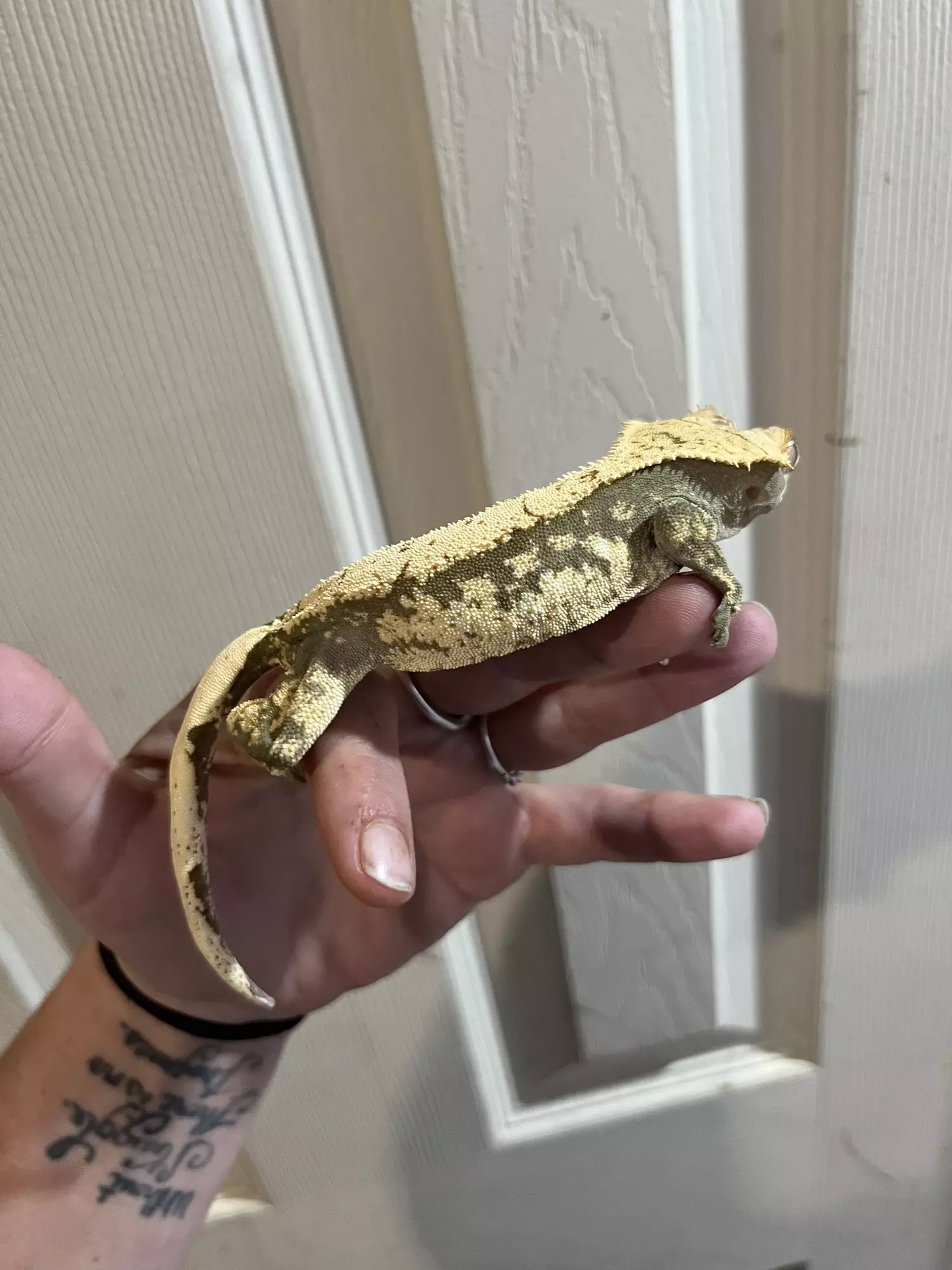 plant/Female kds line cream and dark base-0