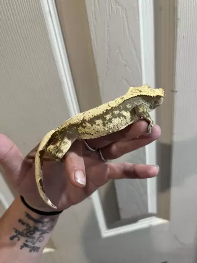 plant/Female kds line cream and dark base-0-thumbnail