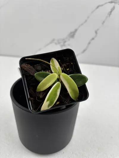 plant/PO24 Hoya ‘Lyi Prism’ variegated-1-thumbnail