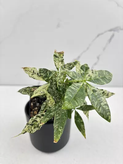 plant/PO15 Pachira glabra ‘money tree’ varigated-2-thumbnail