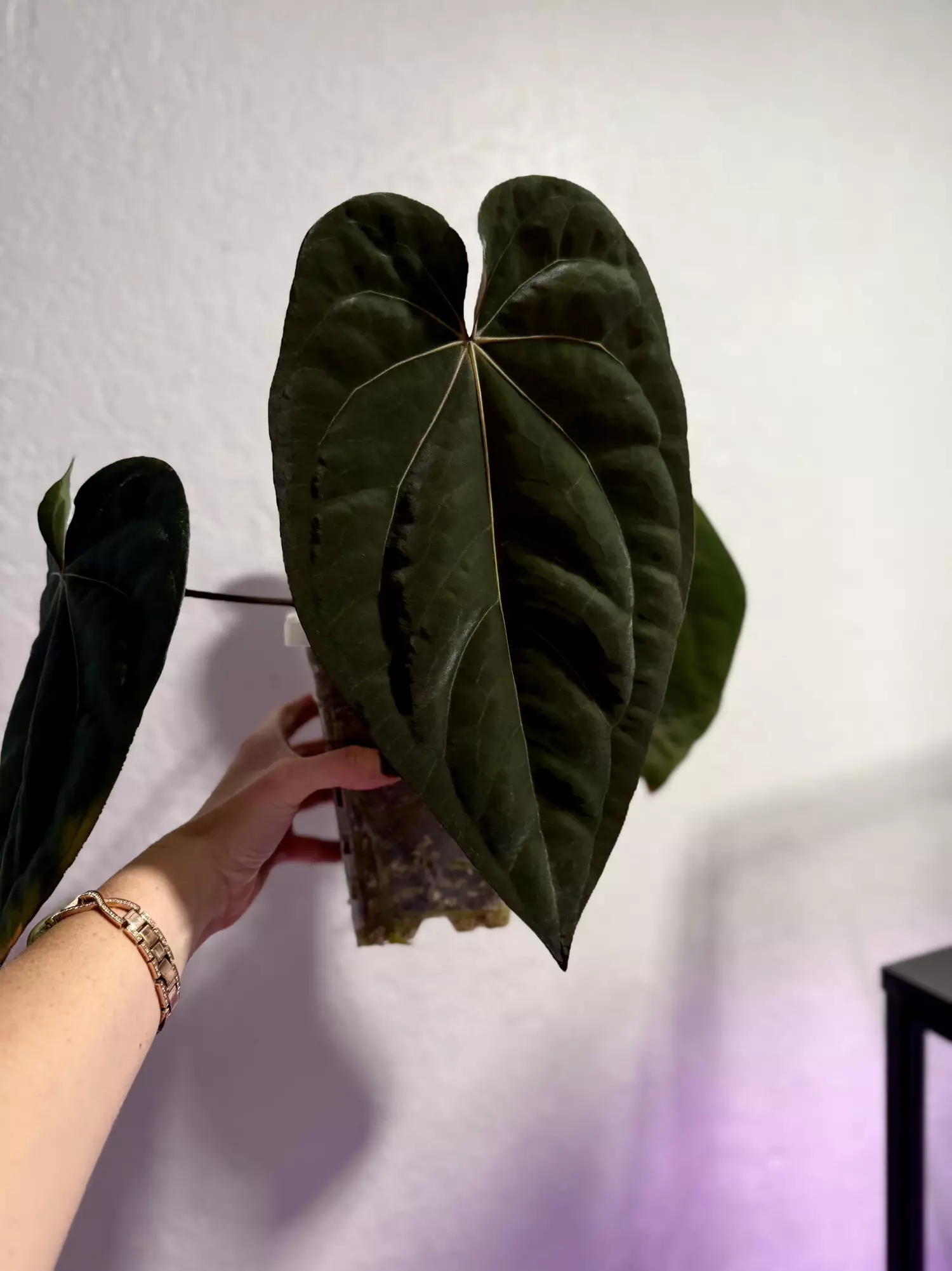 plant/(Carla x BVEP) x aos offset-2