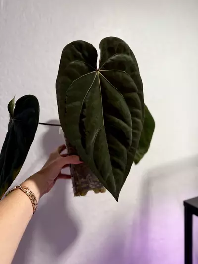 plant/(Carla x BVEP) x aos offset-2-thumbnail