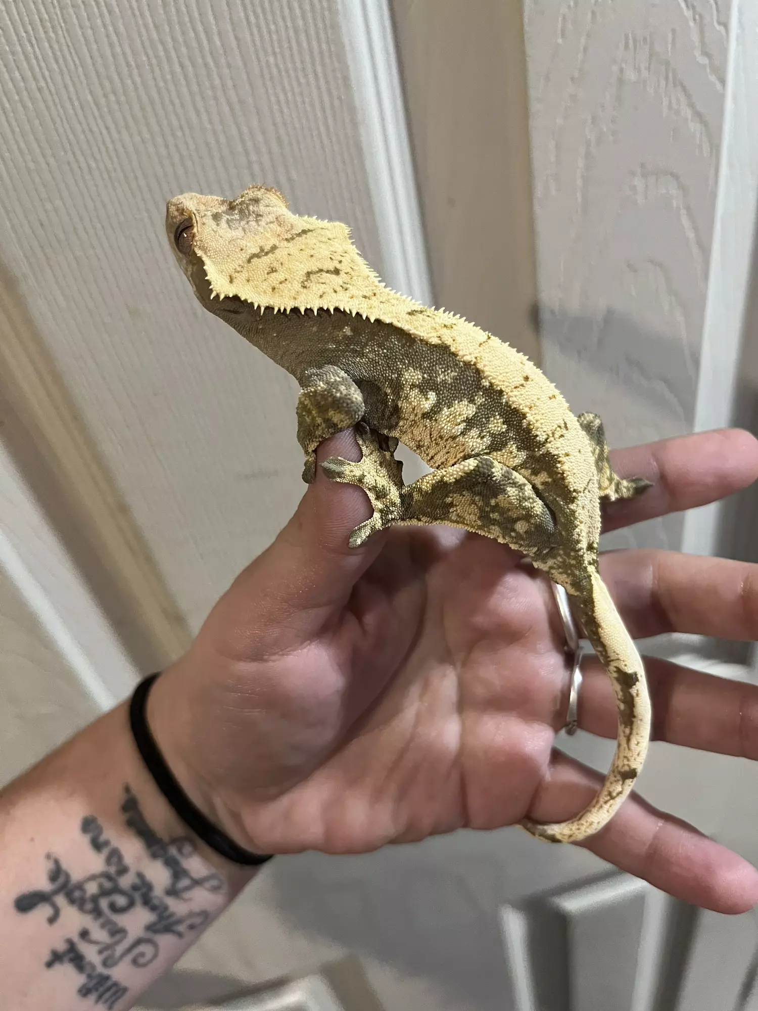 plant/Female kds line cream and dark base-1