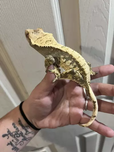 plant/Female kds line cream and dark base-1-thumbnail