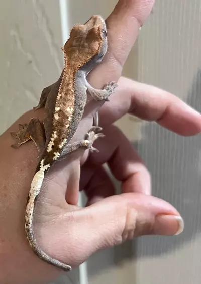 plant/Npv 5g cap-3-thumbnail