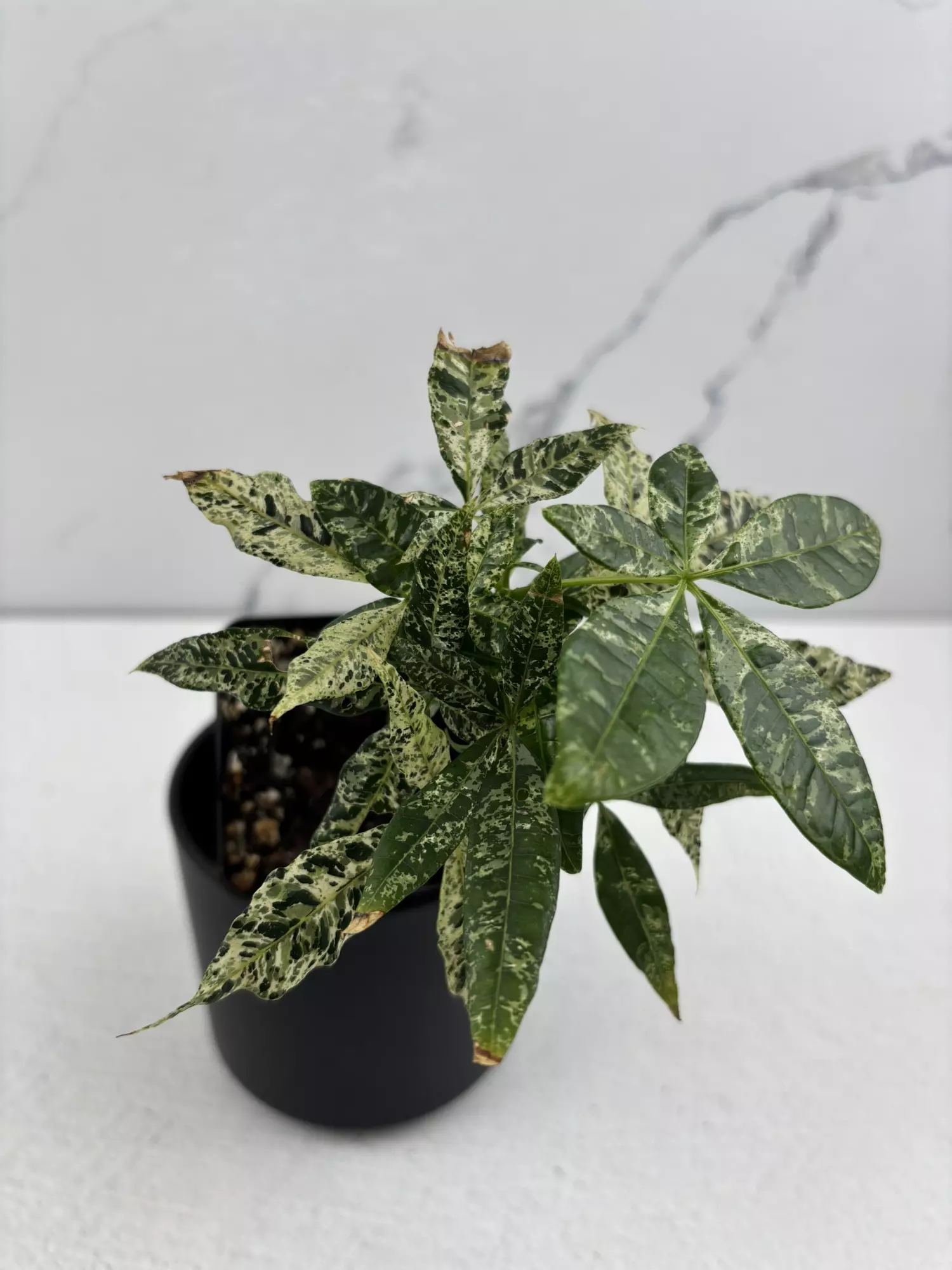 plant/PO15 Pachira glabra ‘money tree’ varigated-3