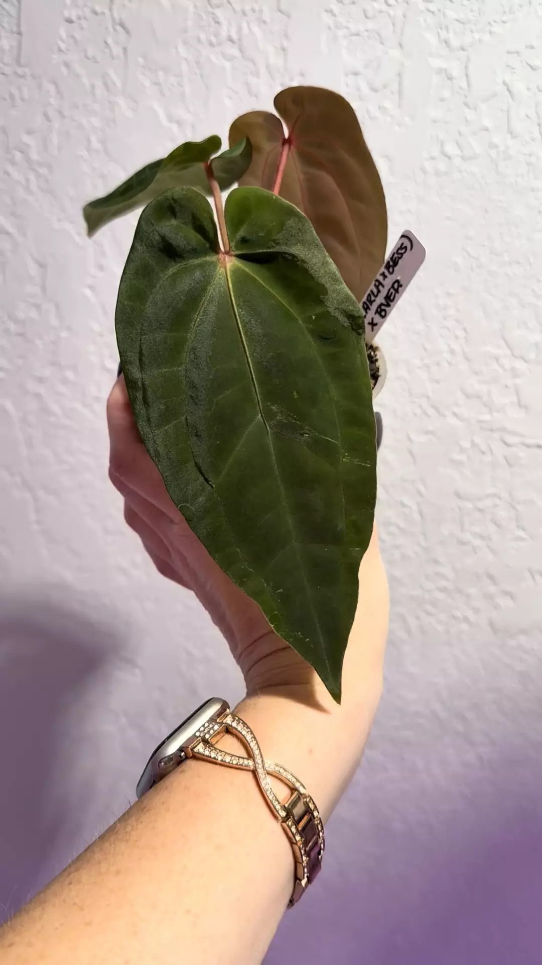 plant/Tezula (Carla x Bess) x BVEP offset-1