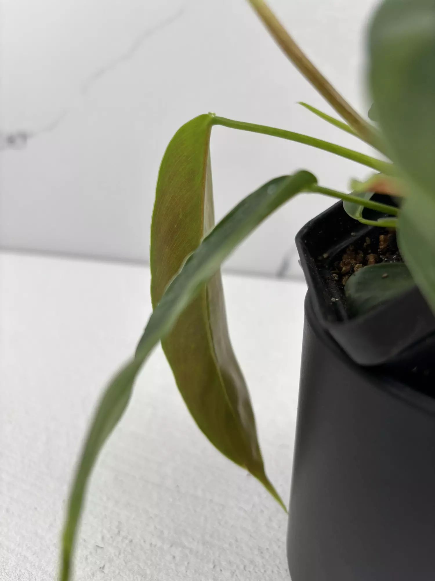 plant/PO11 Philodendron Patriciae-2