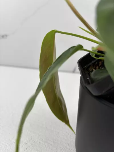 plant/PO11 Philodendron Patriciae-2-thumbnail