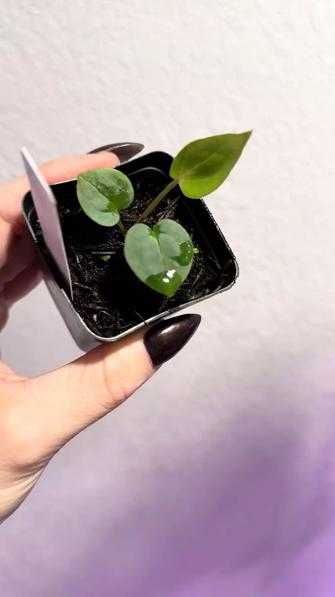 plant/BWM x Carla (round x gph001)-1