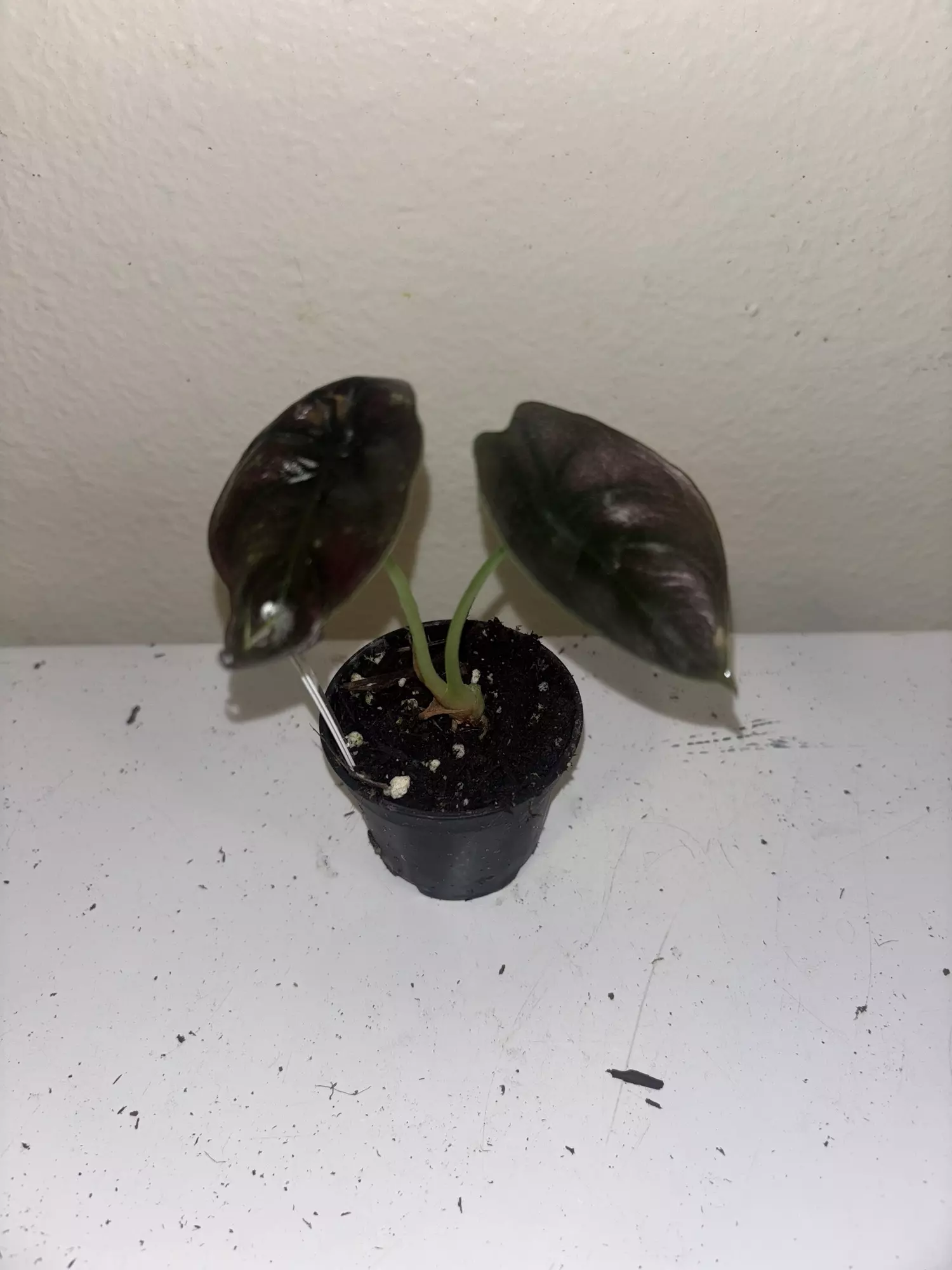 plant/Alocasia Cuprea Red Secret #2237-0