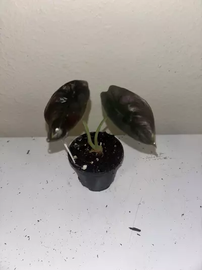 plant/Alocasia Cuprea Red Secret #2237-0-thumbnail