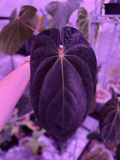 plant/Tezula (Carla x Bess) x BVEP offset-2-thumbnail