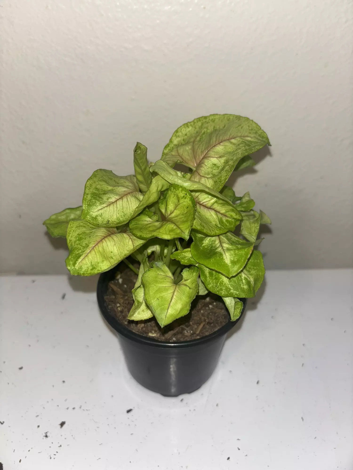 plant/Syngonium Gold Allusion #1006-0