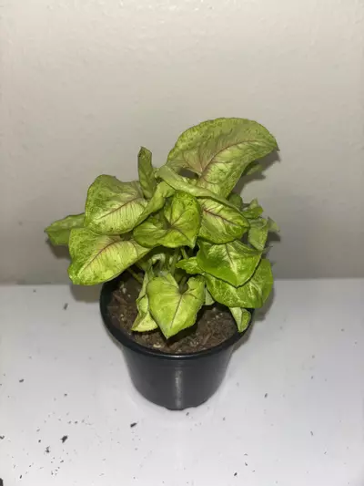 plant/Syngonium Gold Allusion #1006-0-thumbnail