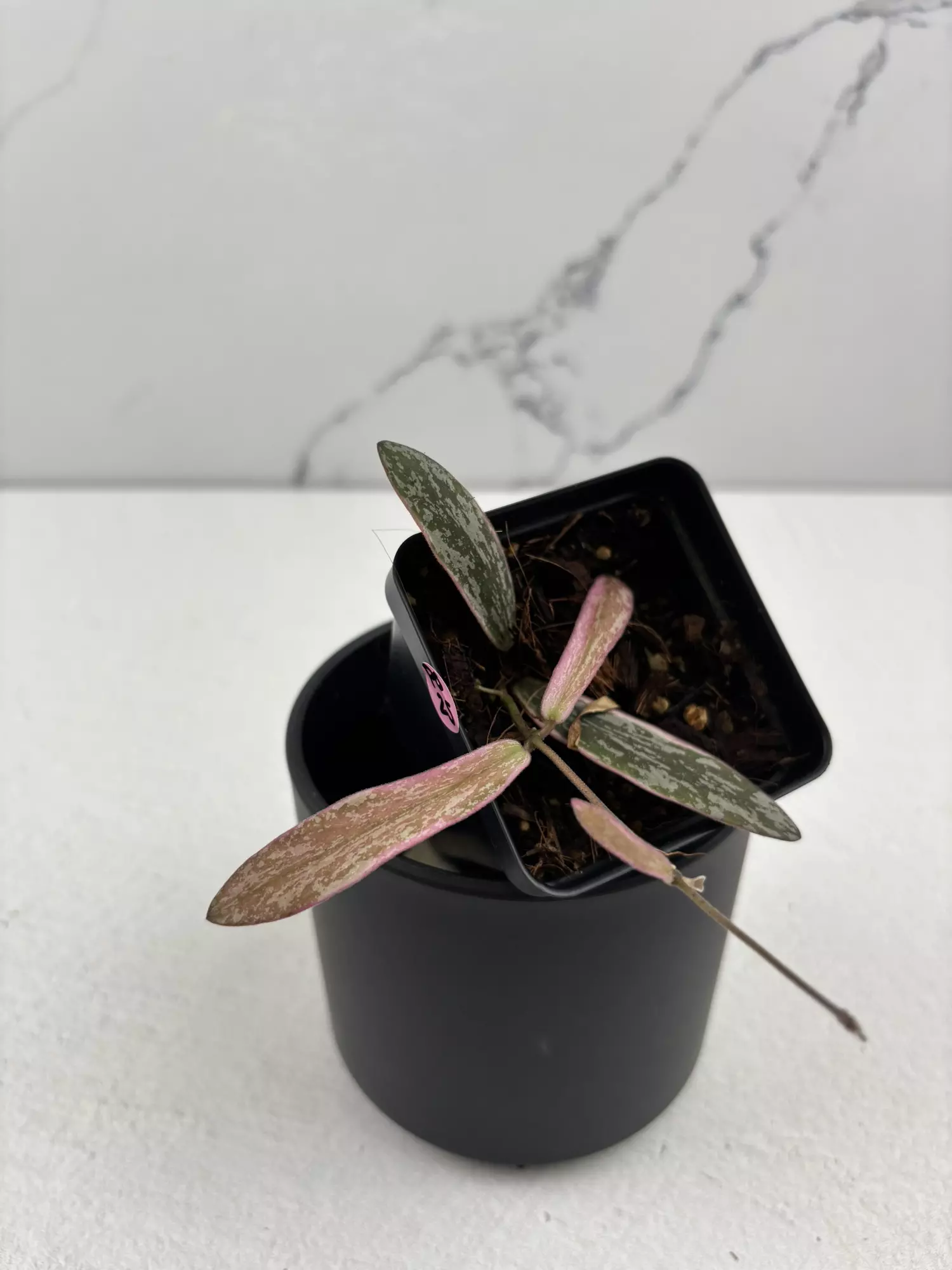 plant/PO25 Hoya sigillatis outer variegated-0