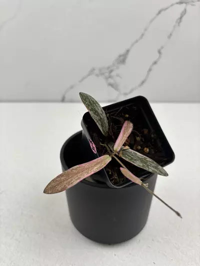 plant/PO25 Hoya sigillatis outer variegated-0-thumbnail