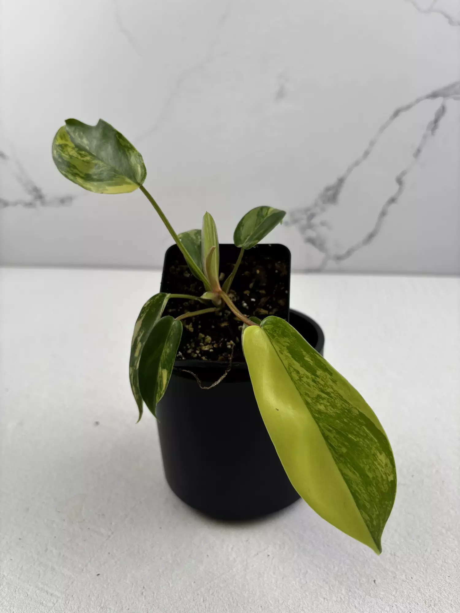 plant/PO35 Philodendron Florida Beauty variegated-0