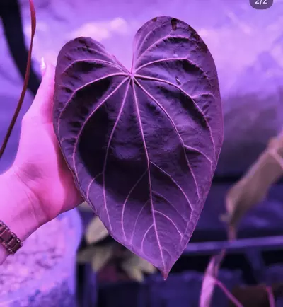 plant/BWM x Carla (round x gph001)-2-thumbnail