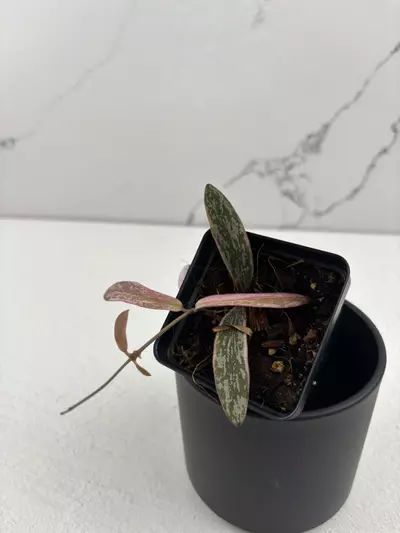 plant/PO25 Hoya sigillatis outer variegated-1-thumbnail