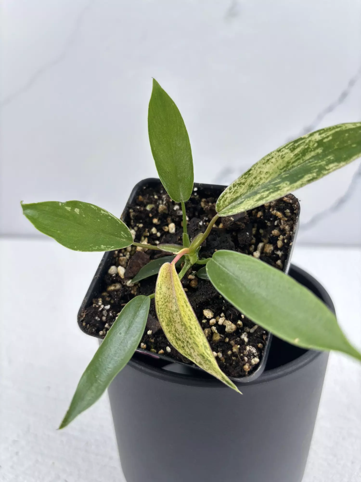 plant/PO12 Philodendron Joepii variegated-1