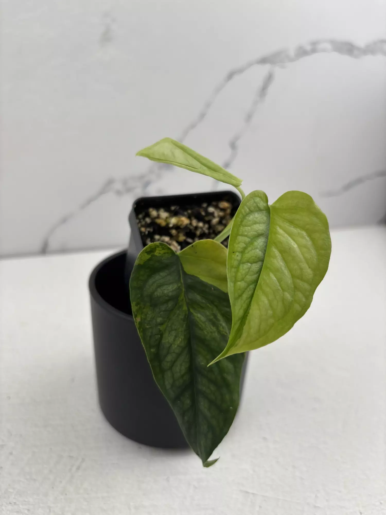 plant/PO13 Monstera Siltepecana aurea-1