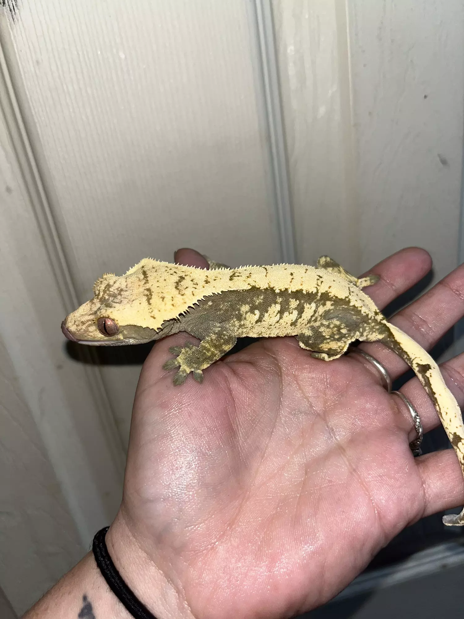 plant/Female kds line cream and dark base-3