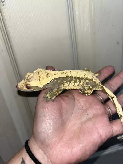 plant/Female kds line cream and dark base-3-thumbnail