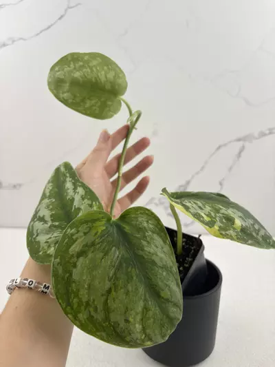 plant/PO3 Scindapsus pictus ‘Exotica’ Aurea variegated-0-thumbnail