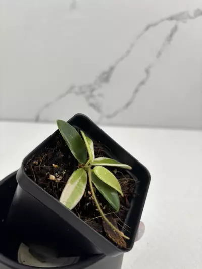 plant/PO24 Hoya ‘Lyi Prism’ variegated-0-thumbnail