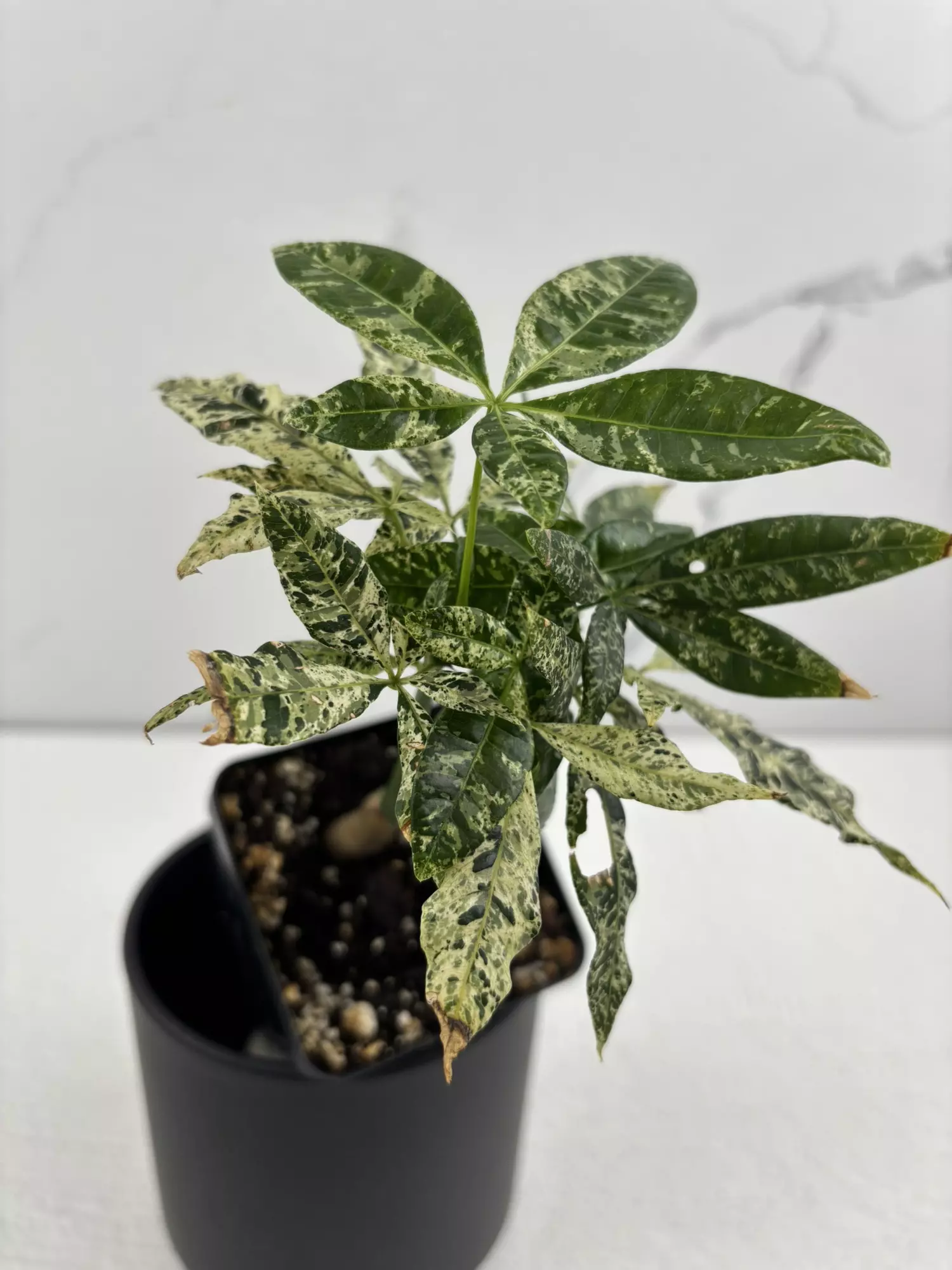 plant/PO15 Pachira glabra ‘money tree’ varigated-0