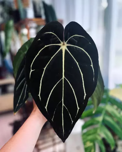 plant/BWM x Carla (round x gph001)-3-thumbnail