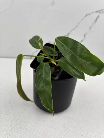 plant/PO11 Philodendron Patriciae-0-thumbnail