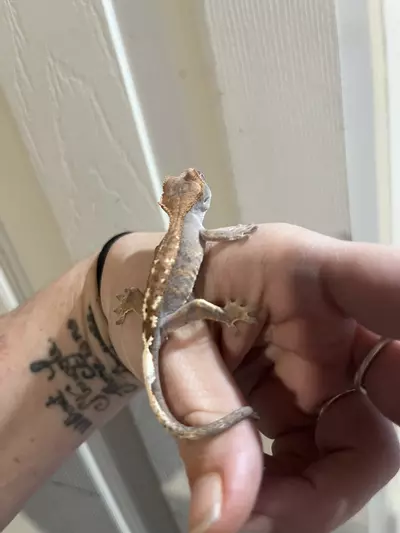 plant/Npv 5g cap-2-thumbnail