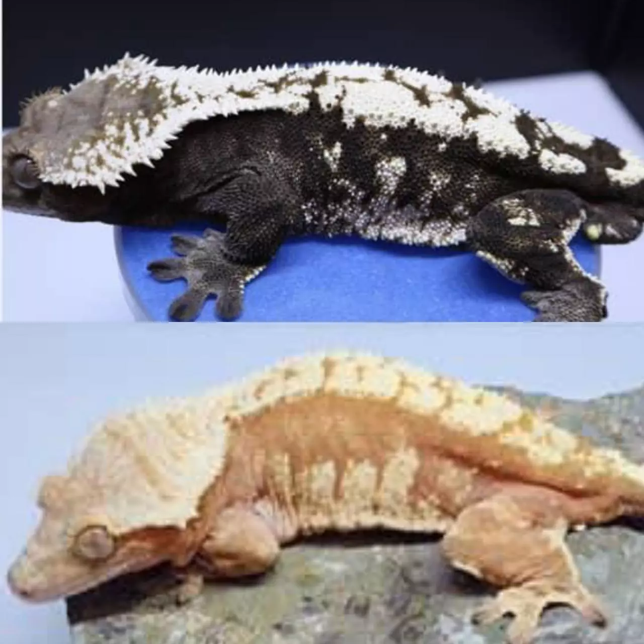 plant/35g SABLE FEMALE-1