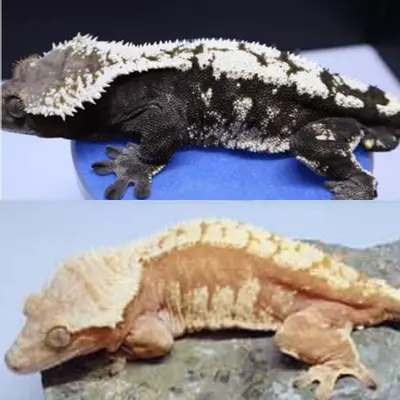 plant/35g SABLE FEMALE-1-thumbnail