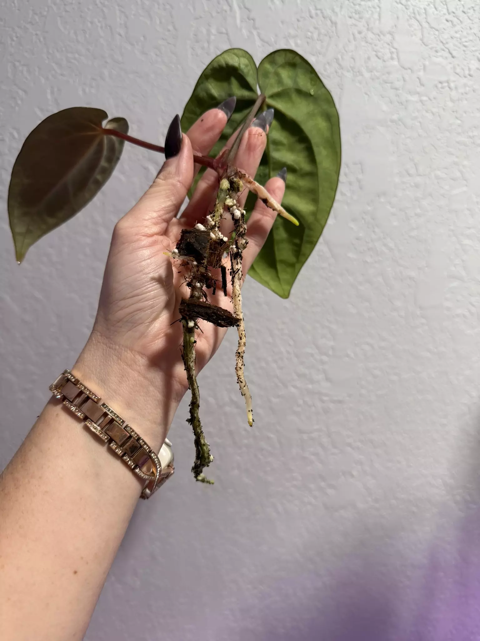 plant/(Carla x BVEP) x aos offset-1