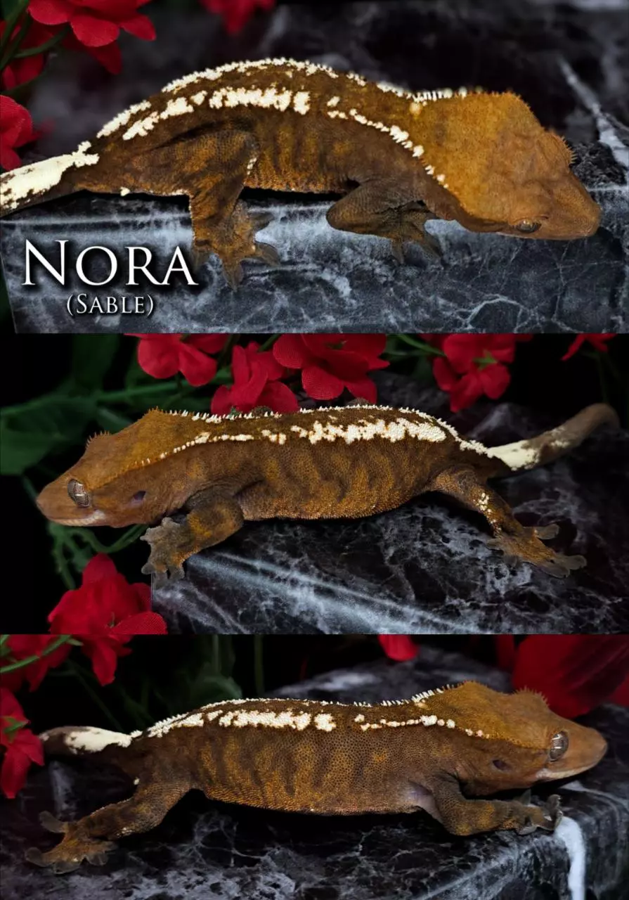 plant/35g SABLE FEMALE-0