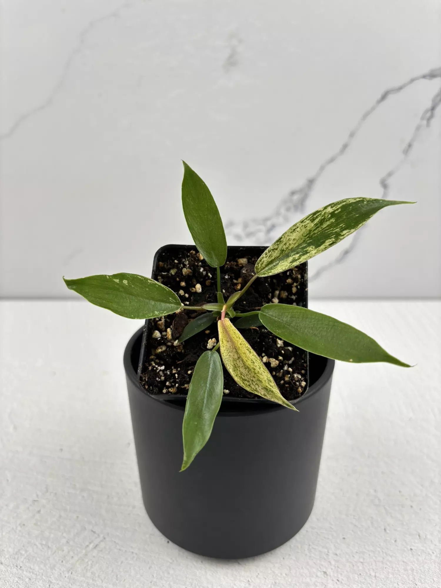 plant/PO12 Philodendron Joepii variegated-0