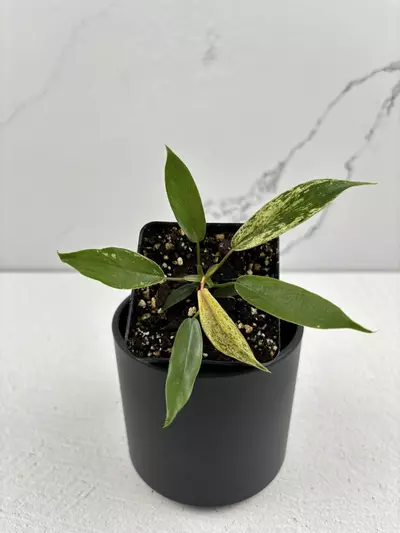 plant/PO12 Philodendron Joepii variegated-0-thumbnail