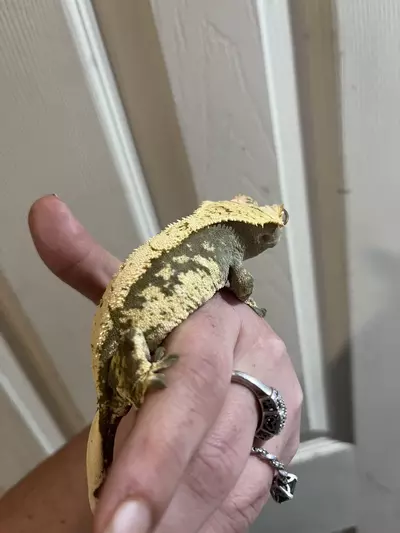 plant/Female kds line cream and dark base-2-thumbnail