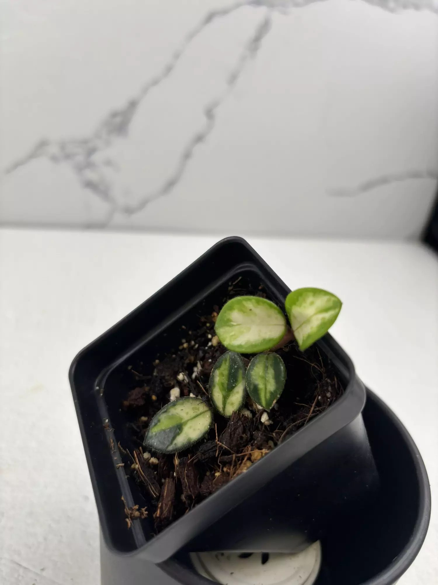 plant/PO19 Hoya ‘Mathilde’ inner variegated-1