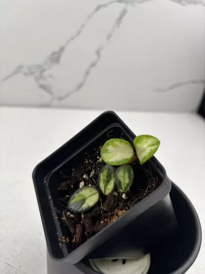 plant/PO19 Hoya ‘Mathilde’ inner variegated-1-thumbnail