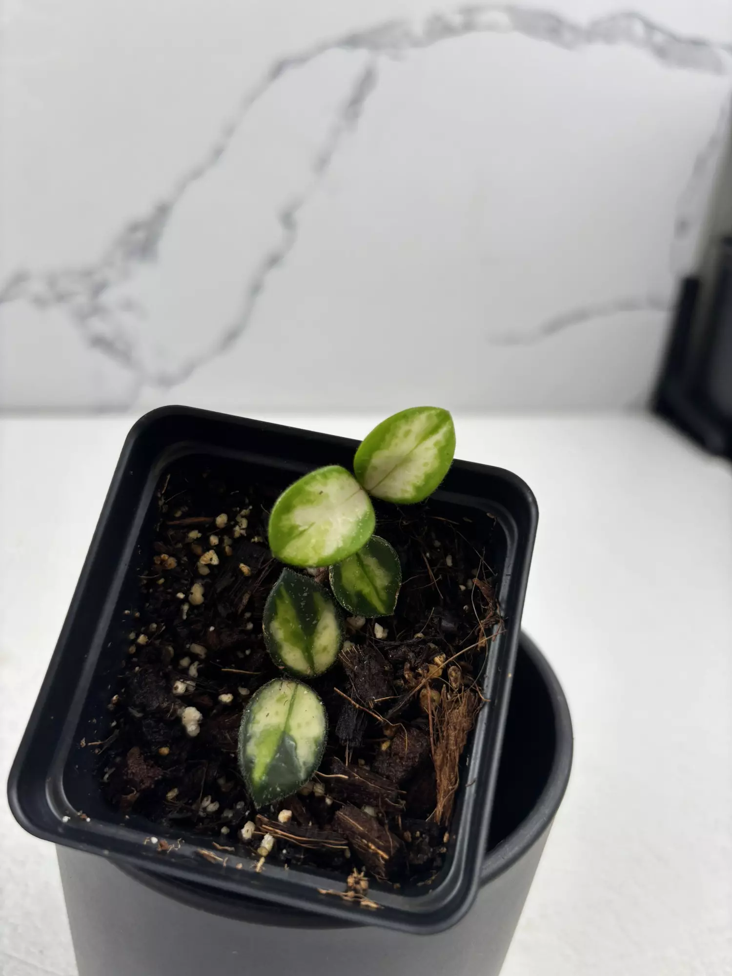 plant/PO19 Hoya ‘Mathilde’ inner variegated-0