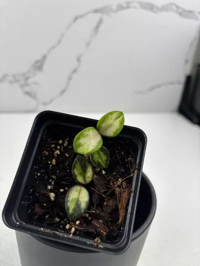 plant/PO19 Hoya ‘Mathilde’ inner variegated-0-thumbnail