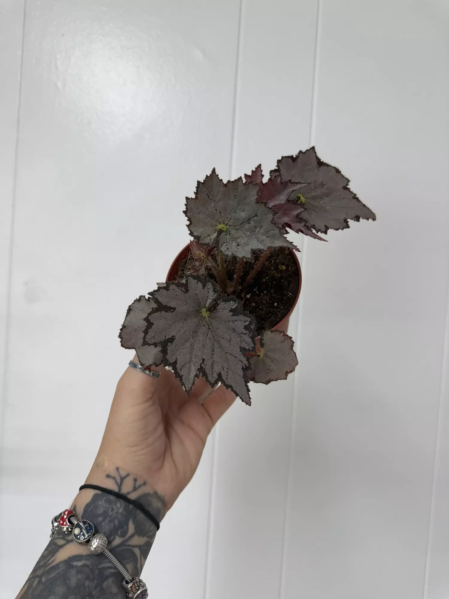 plant/Begonia NOID-0