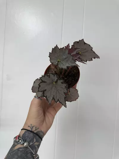 plant/Begonia NOID-0-thumbnail