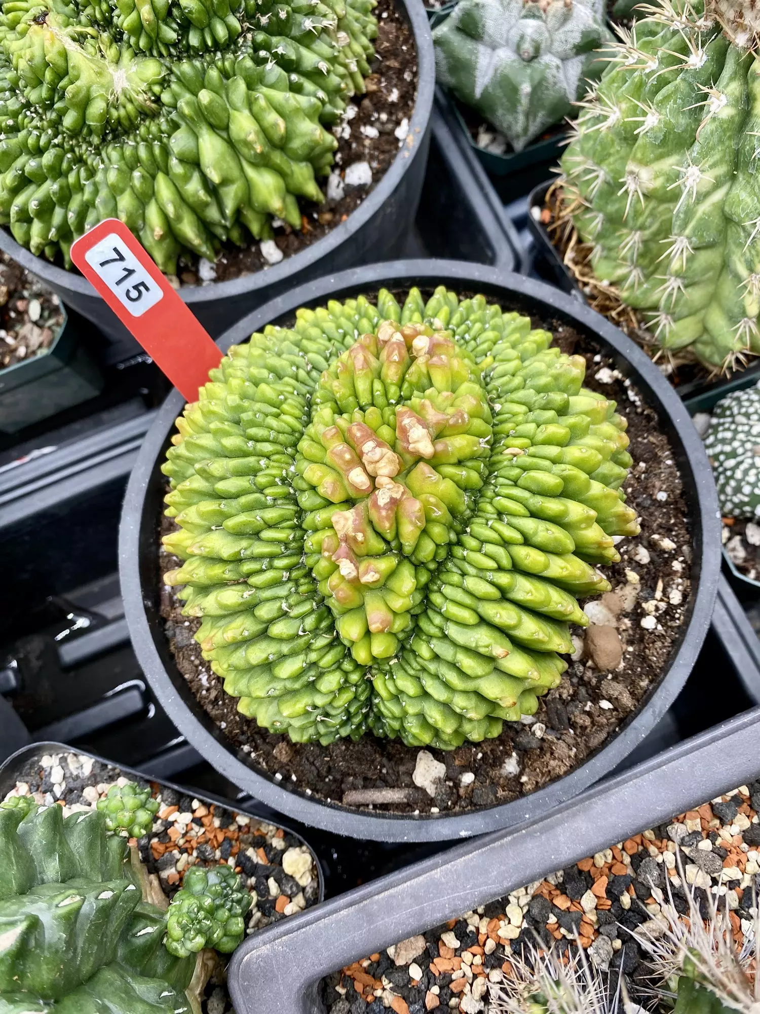 plant/715 Large Sensitive Skin Inermis Cristata Cactussy 6” pot-0